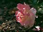 Rosa Papageno3